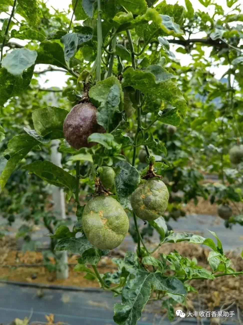 二年级植物传播种子的方法（二年级植物传播种子的方法柳树） 第4张