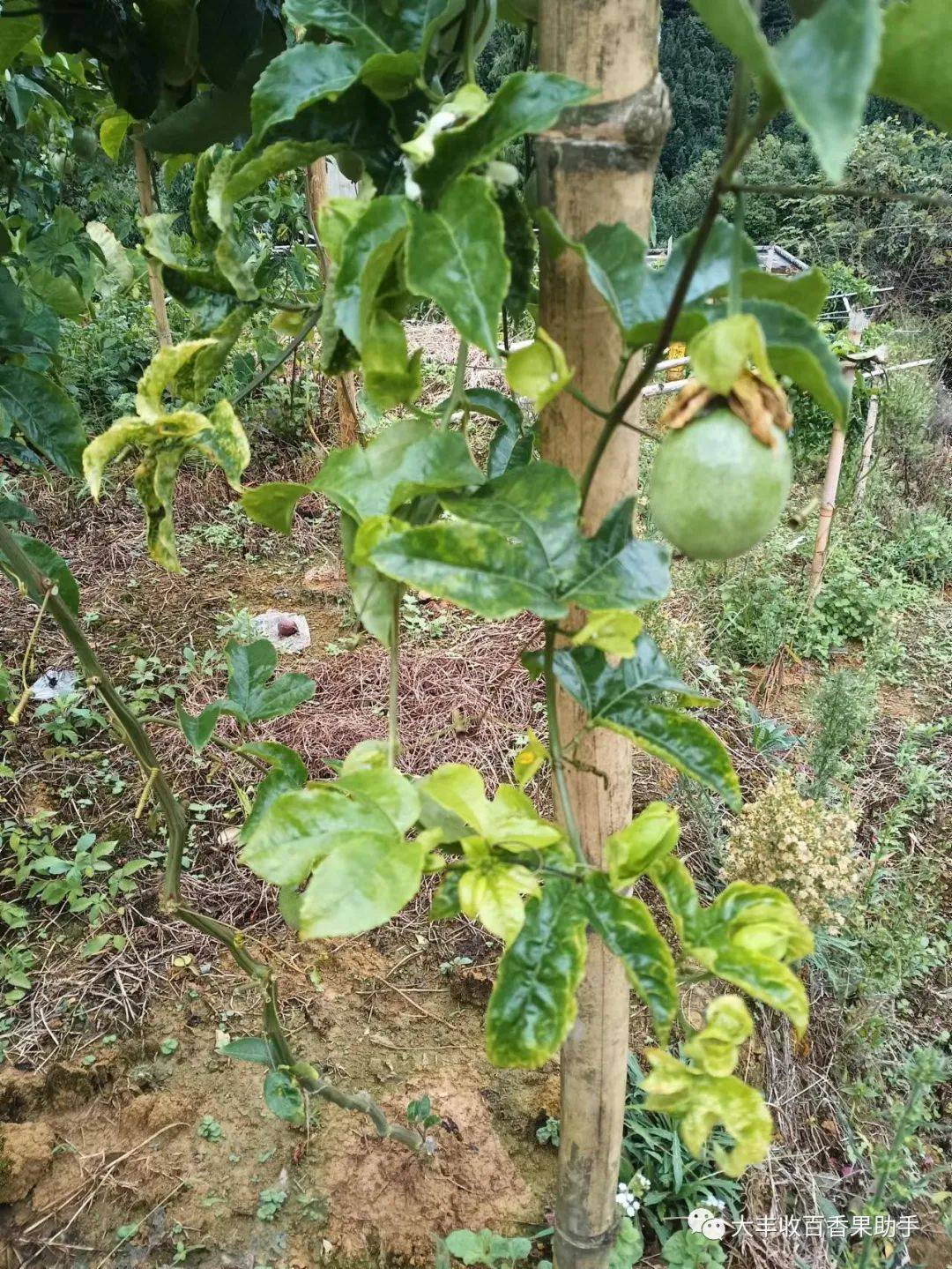 二年级植物传播种子的方法（二年级植物传播种子的方法柳树） 第2张