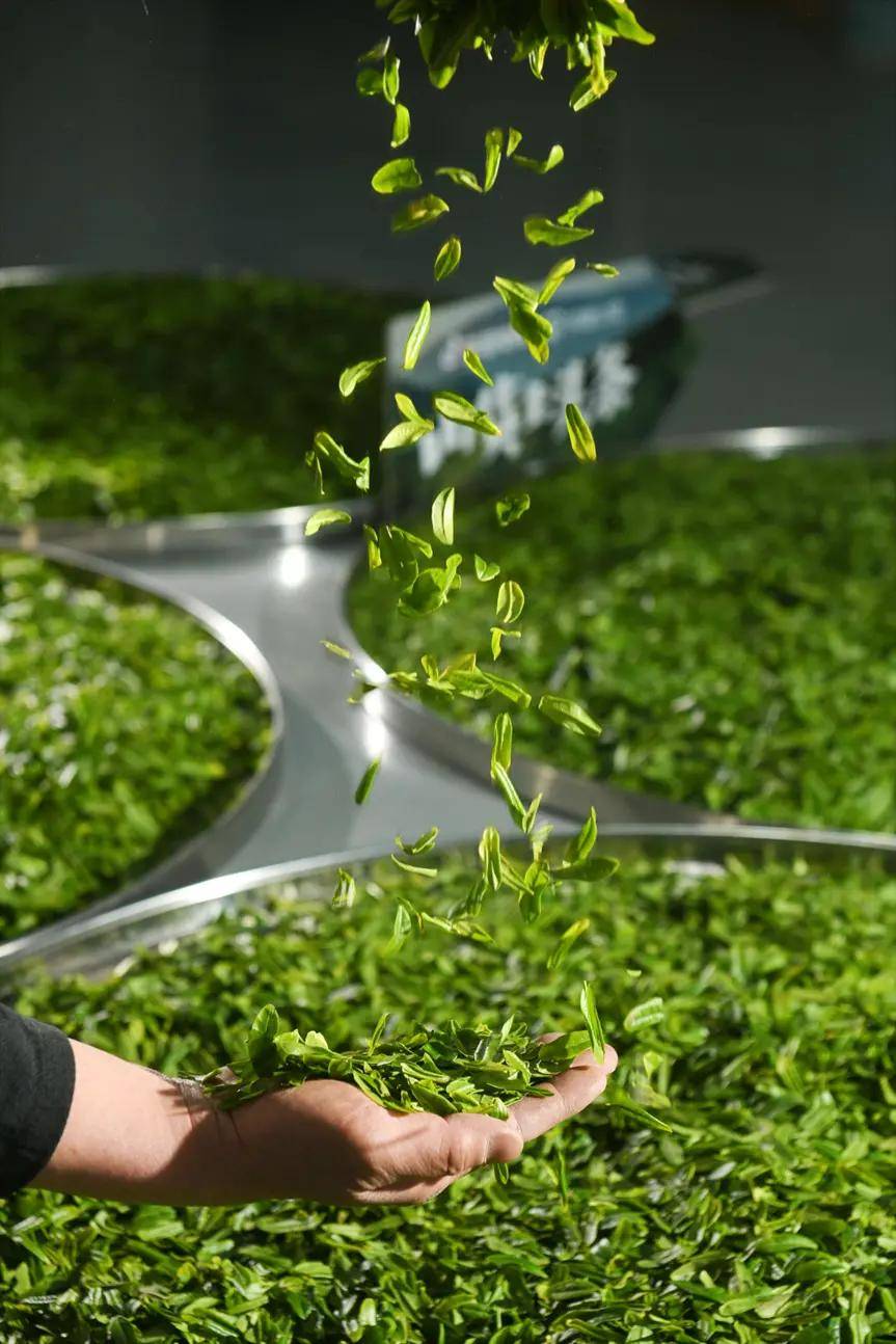 春茶上新采摘忙,六安瓜片借抖音电商走出大别山_武卫_茶叶_茶园