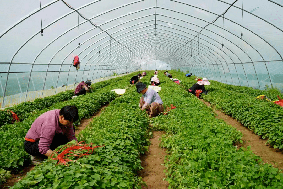 不负好春光 红薯剪苗忙_大棚_就业_村民