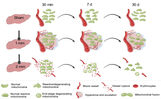 空军军医大学武胜昔团队报道创伤性脑损伤模型线粒体评估新模式_mm