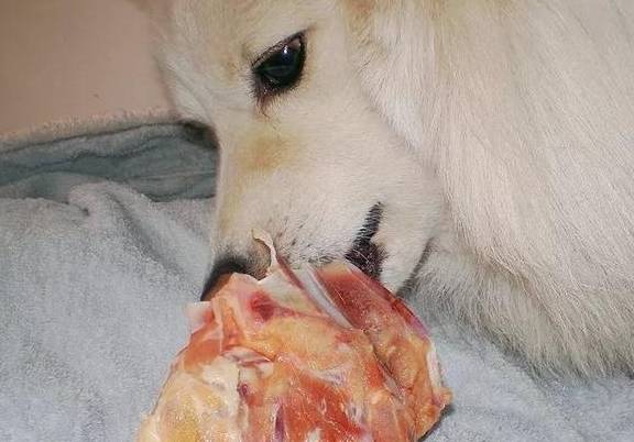 生鸡架喂狗会不会变强壮不可知,但背后的风险却是真不小_狗狗_美国的