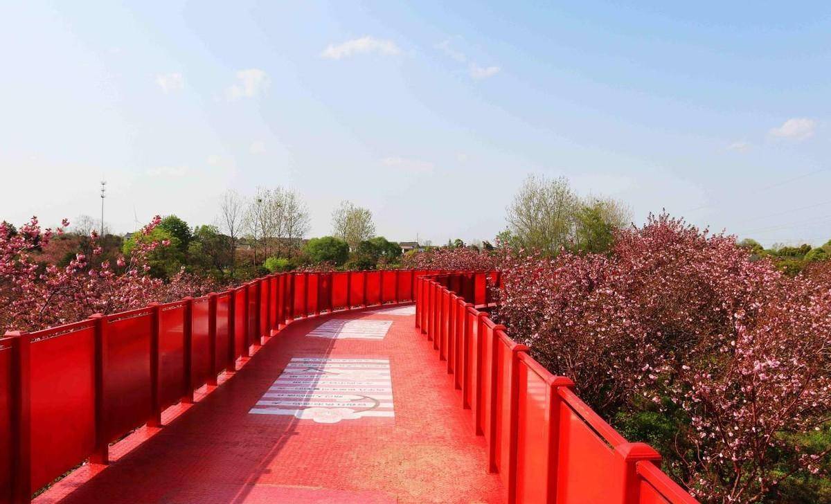 扬州甘泉樱花园,它是全国最大樱花基地,花开时节的这里美极了_大道