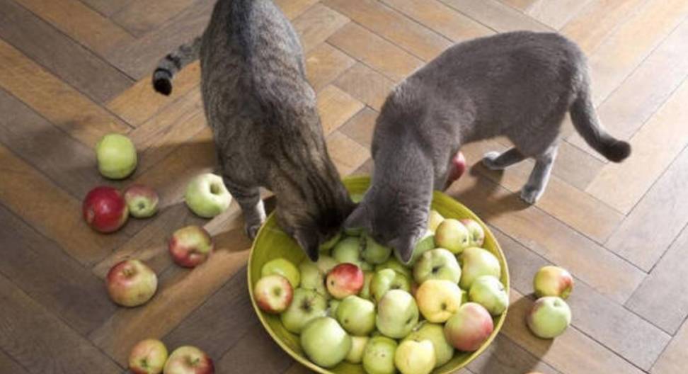 给猫咪吃素,等于让猫慢性自杀?_素食_动物_营养