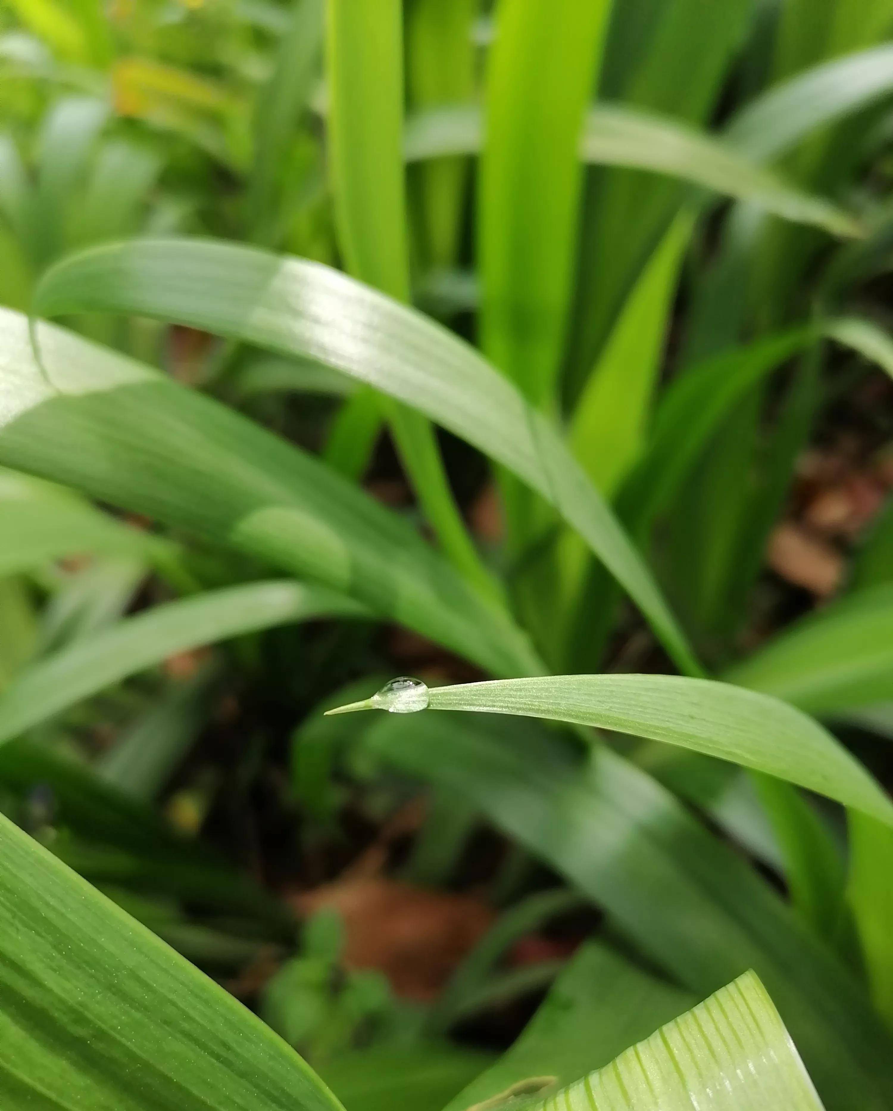 兰花的一种a species of orchid