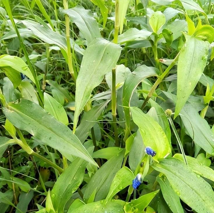 鴨拓草也叫碧竹子,蘭花草,竹葉菜,等稱呼,植株是多年生草本,原產於北