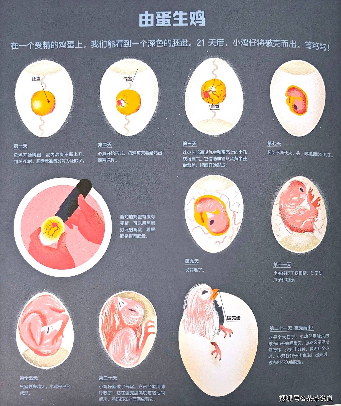 小鸡是如何从鸡蛋里孵化出来的?这样给孩子做科普