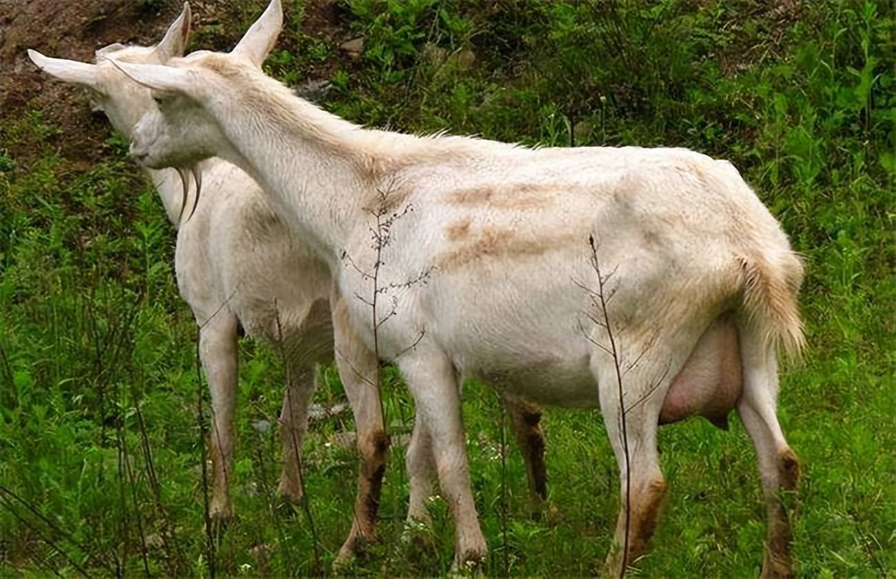 羊多少天生小羊羔?养羊人一定要懂得!_管理_胎儿_环境