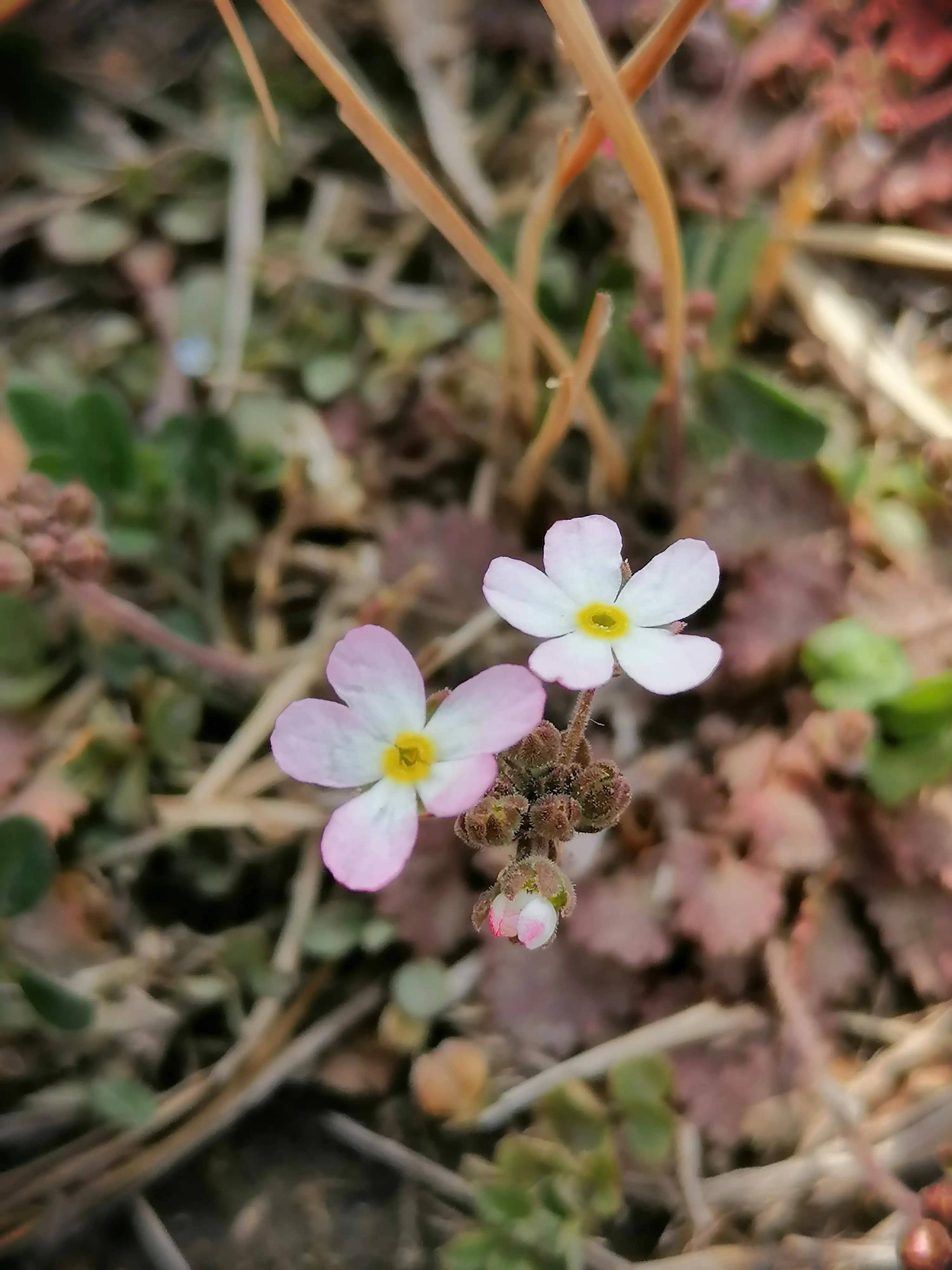 点地梅生机勃勃&点亮大地_花朵_爱情_玫瑰