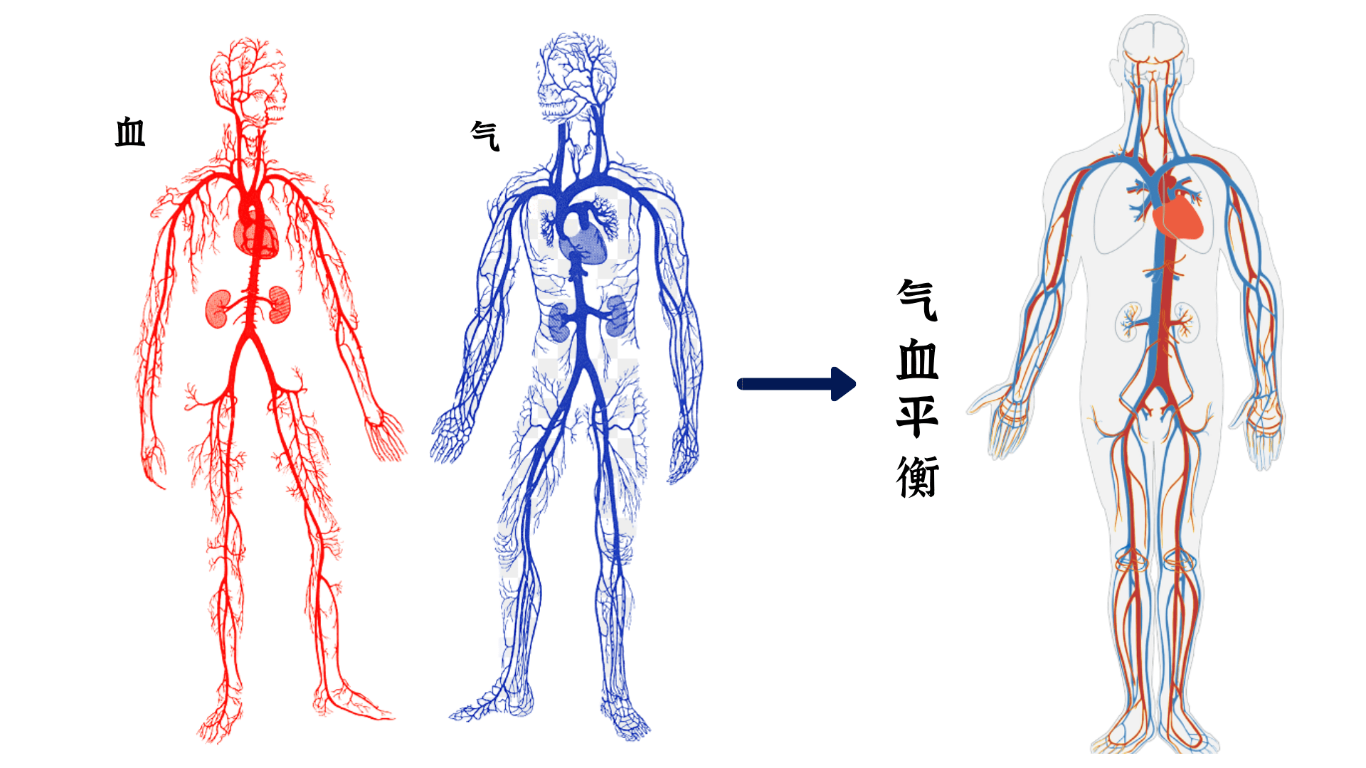 中医认为 是气血在人体内的五脏六腑循环流动