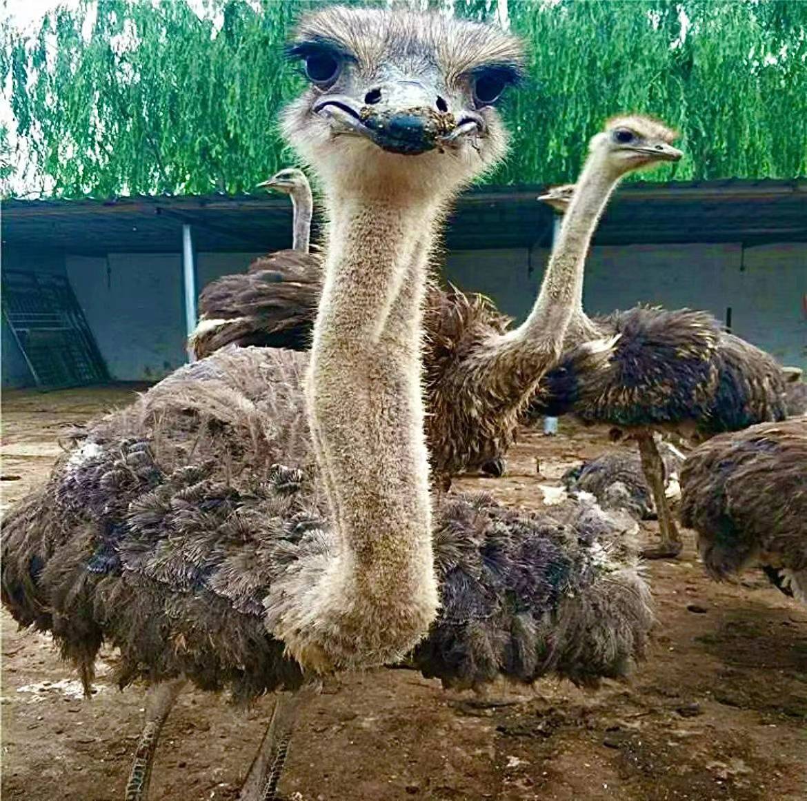 饲养鸵鸟想要成本低肉质好,推荐使用种植牧草发酵饲喂_饲料_营养_是一