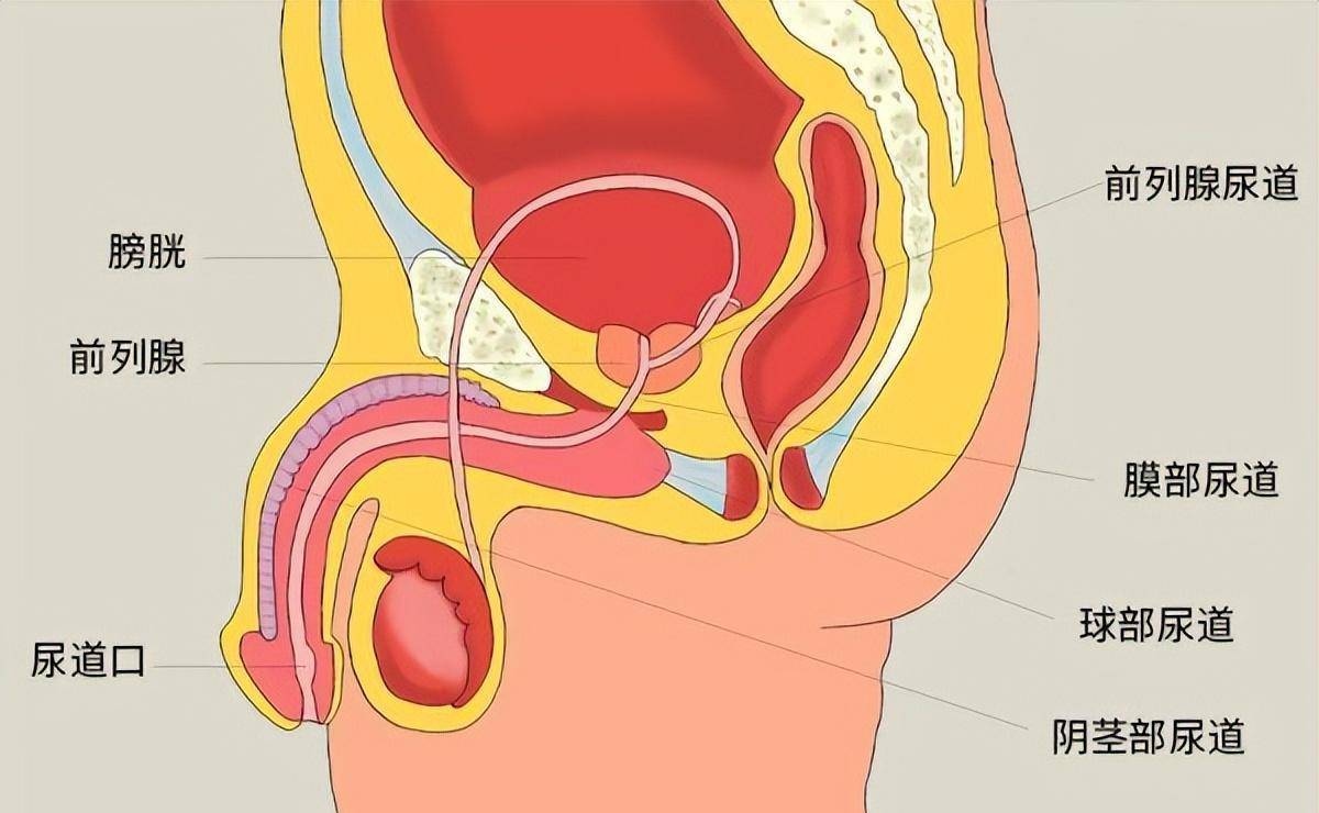 尿道旁腺位置图图片
