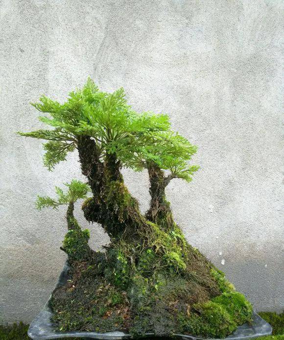 这个大自然的常绿草本薄叶卷柏,把晴朗的天染成了绿色,让人喜欢_自由