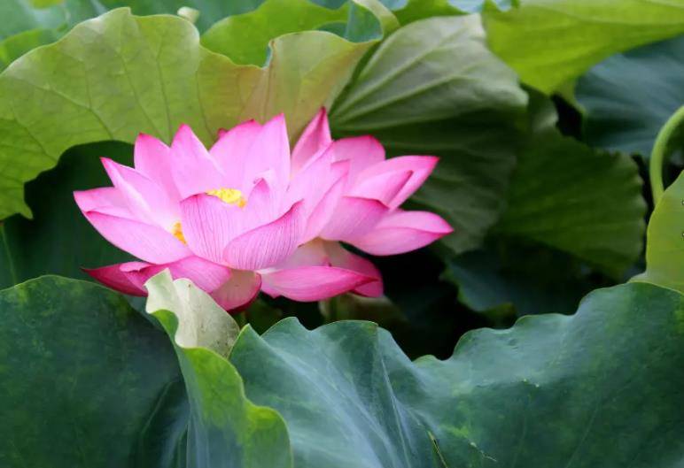 原创
            一个家庭“三代兴旺”的原理：揉纸团原理6