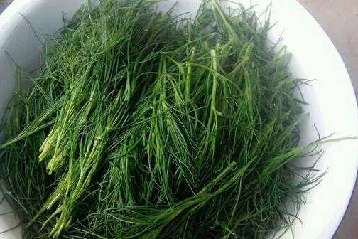 这个野菜的名字野性十足,用来凉拌能清热解毒降血压_田野_芝麻酱_做法