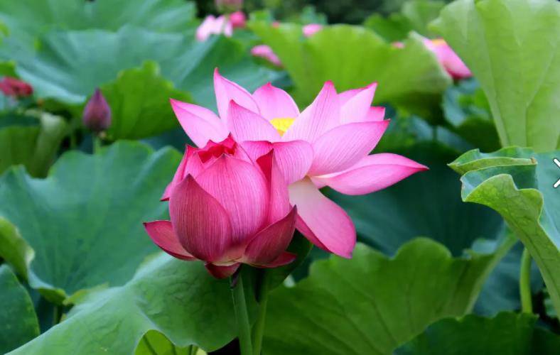 原创
            一个家庭“三代兴旺”的原理：揉纸团原理4