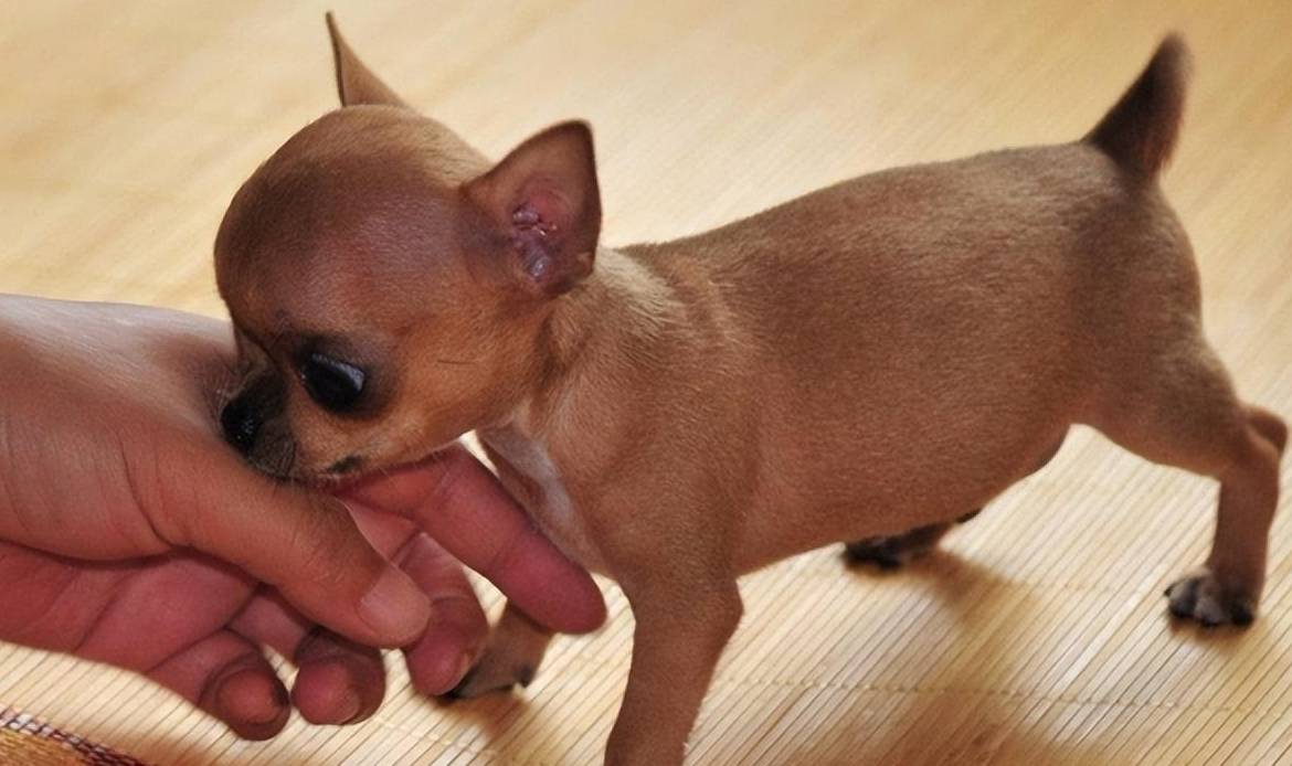 吉娃娃咬人怎么办?训犬师:这几招很有效_狗狗_主人_训练