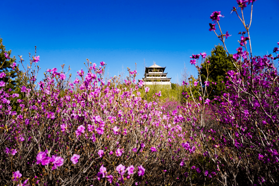 双鸭山紫云岭花海图片