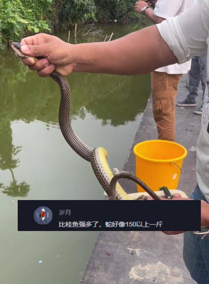 广东人卢亚捉到一条蛇,伸手去捉,网友:这条蛇比鳜鱼还值钱_朋友_钓友