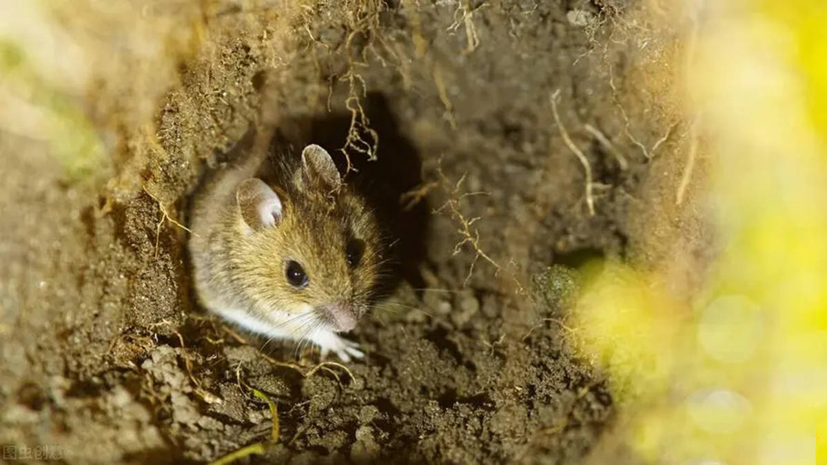 田鼠有盗储粮食的习惯,为何洞里存粮一放就是半年,却不会发芽?