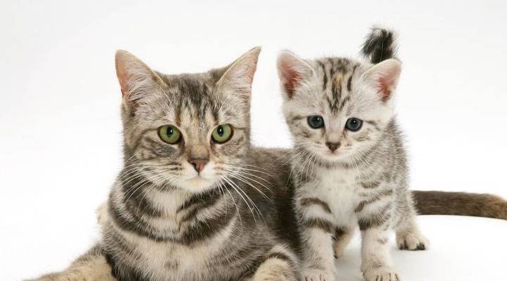 猫每个月都要做体内外驱虫吗