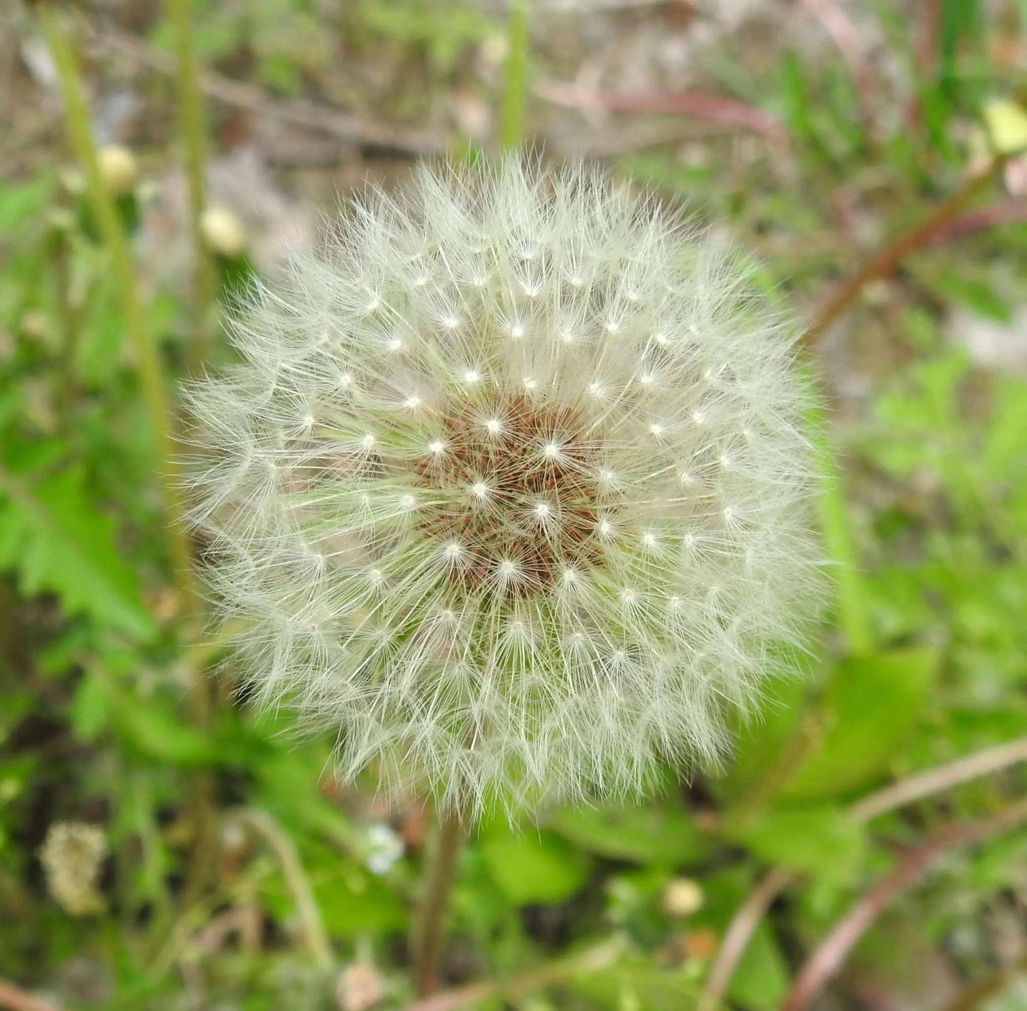 蒲公英-充滿童趣的野生植物_種子_絨球_白色