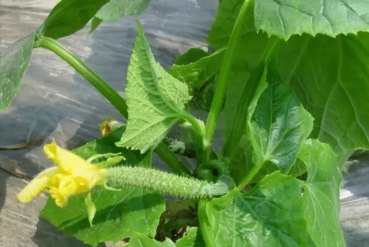 黄瓜花打顶原因及防治对策_根系_植株_土壤