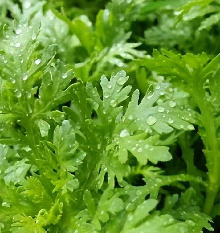 茼蒿高产栽培措施_防治_病虫害_幼苗