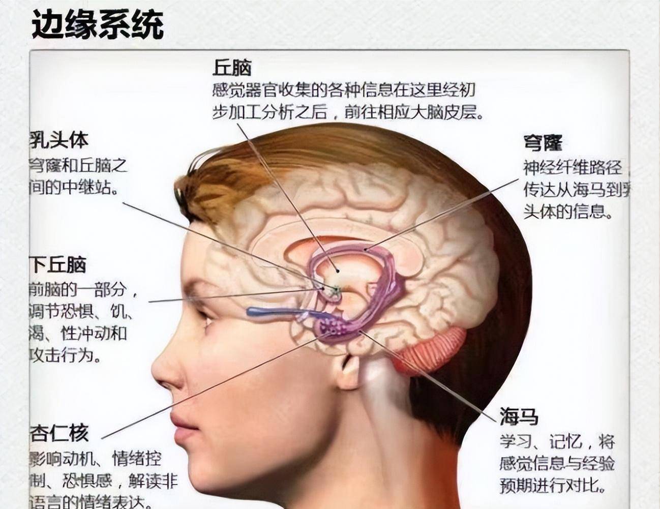 海豚大脑和人类大脑图片