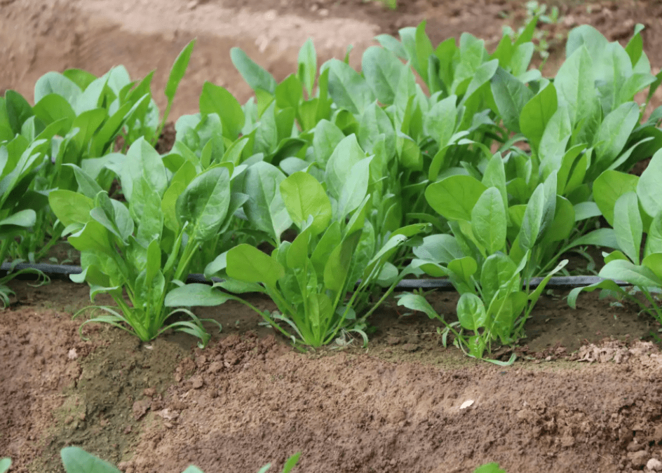 谷雨之后,5类蔬菜要抓紧种,生长周期短成熟快,夏天不愁没菜吃