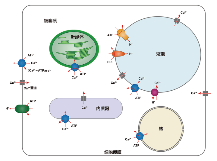 钙离子原子结构示意图图片