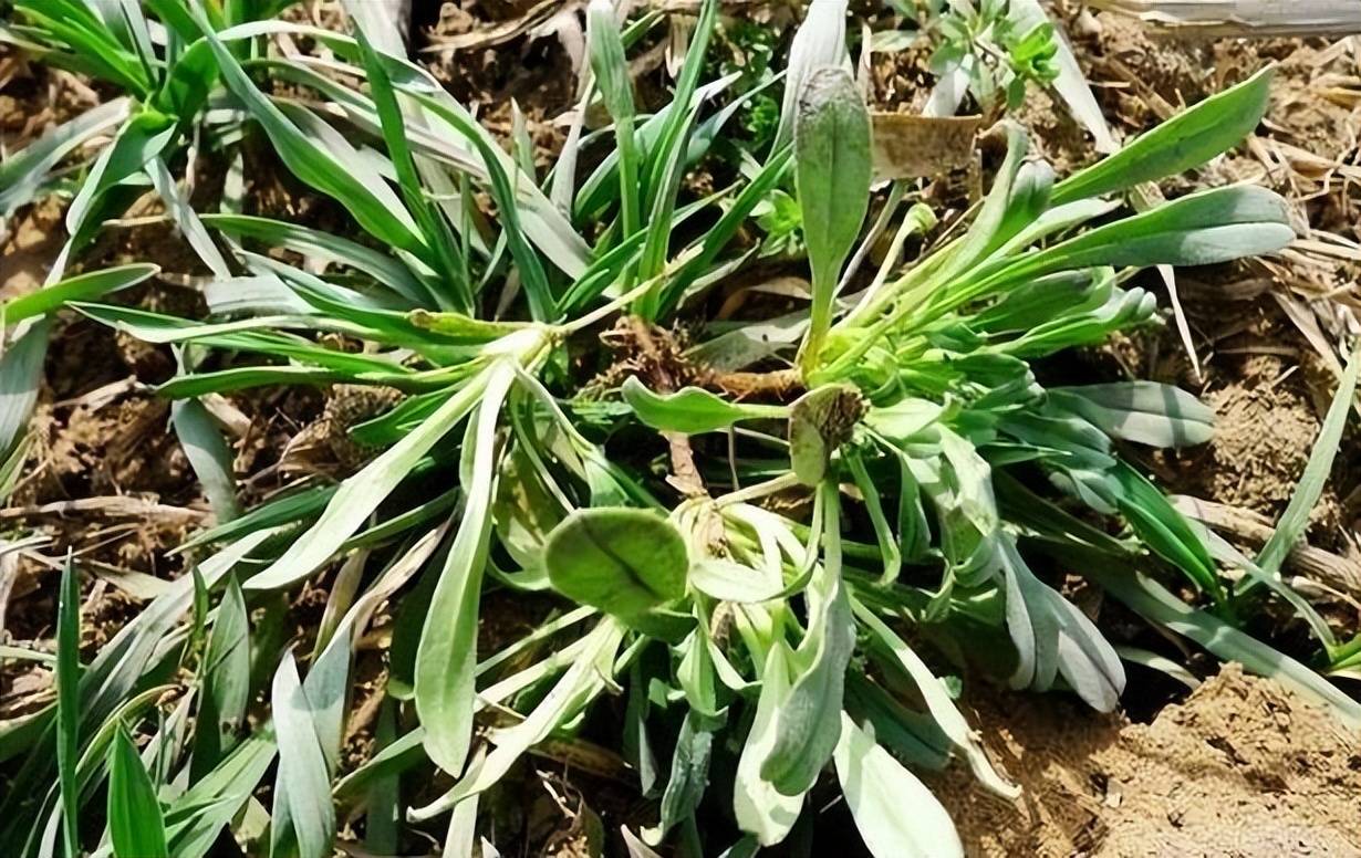 麦地里这野菜,现在被当杂草,殊不知价值珍贵曾是穷人救命菜