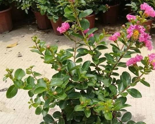 紫薇花盆景该如何养护?