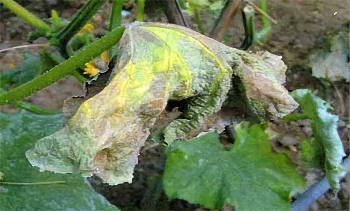 黄瓜疫病的防治方法_管理_栽培_降低