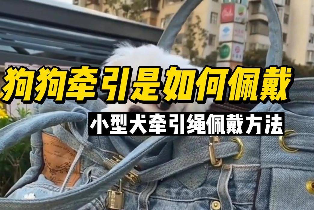 小型犬牵引绳佩戴方法图片