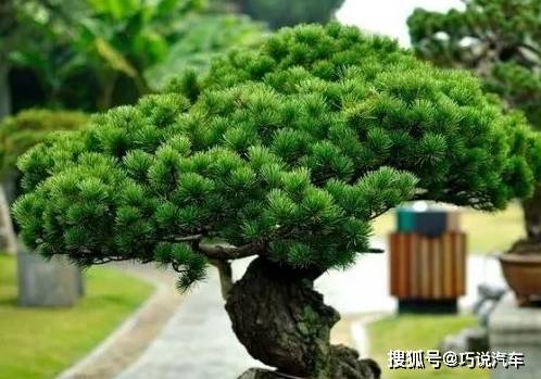 原创            盆栽花卉黄叶，按图索骥治疗（盆载花黄叶怎么办?）