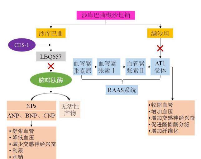 沙库巴曲,是脑啡肽酶抑制剂的前体药物,在肝脏经羧酸酯酶分解为脑啡肽