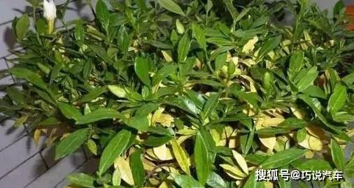 原创            盆栽花卉黄叶，按图索骥治疗（盆载花黄叶怎么办?）