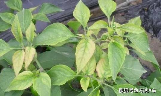 原创            盆栽花卉黄叶，按图索骥治疗（盆载花黄叶怎么办?）