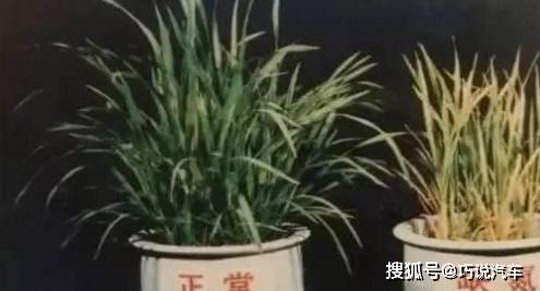 原创            盆栽花卉黄叶，按图索骥治疗（盆载花黄叶怎么办?）