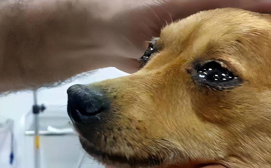 这些原因,没多少人全知道_主人家_哭声_网友