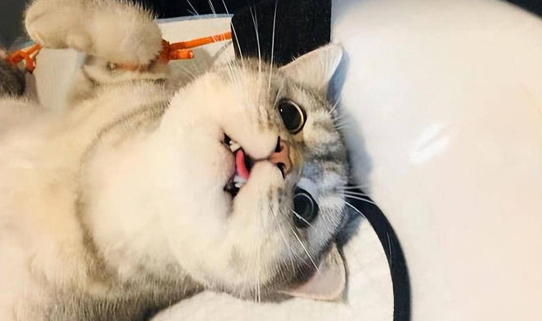 公猫"割蛋"前后的不同,网友:好像换了只猫_性格_猫咪_地盘