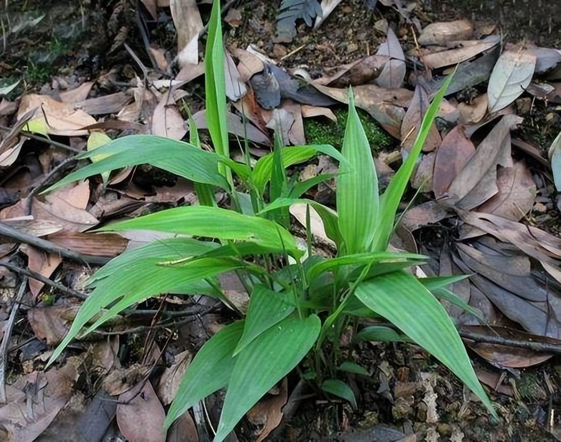 农村这种形似竹叶的野草,曾用它来包"粽子",如今卖到30元一斤_功效