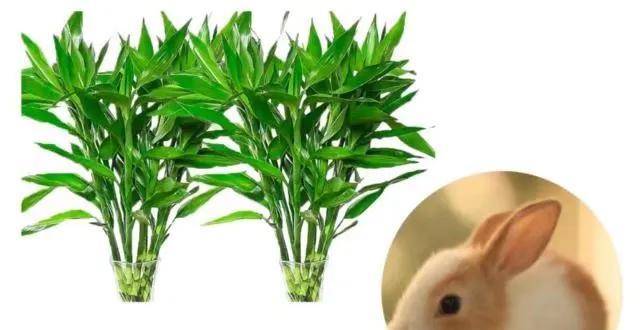 十二生肖的幸运植物,你养对了吗_财运_叶子_象征