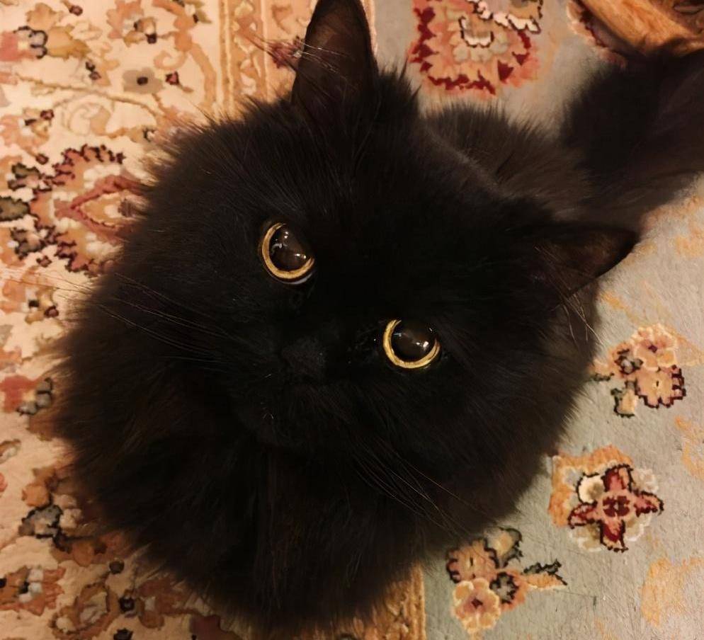 过来人提醒:千万别养"黑色"的猫,原因有5个