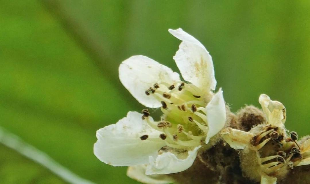 椴树花（椴树花的用途） 第10张