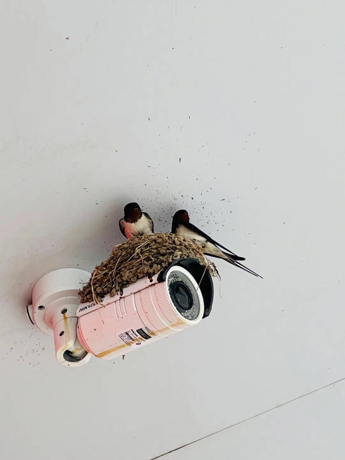 年年春天南燕归,燕子喜欢与人比邻而居,它们为何会在屋檐下搭窝