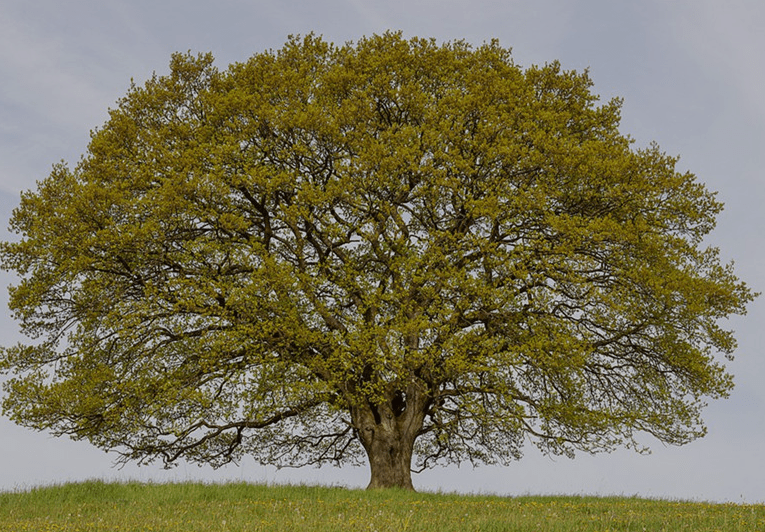 白橡树白橡树是北美洲最常见的橡树之一,生长在美国东部和中部地.