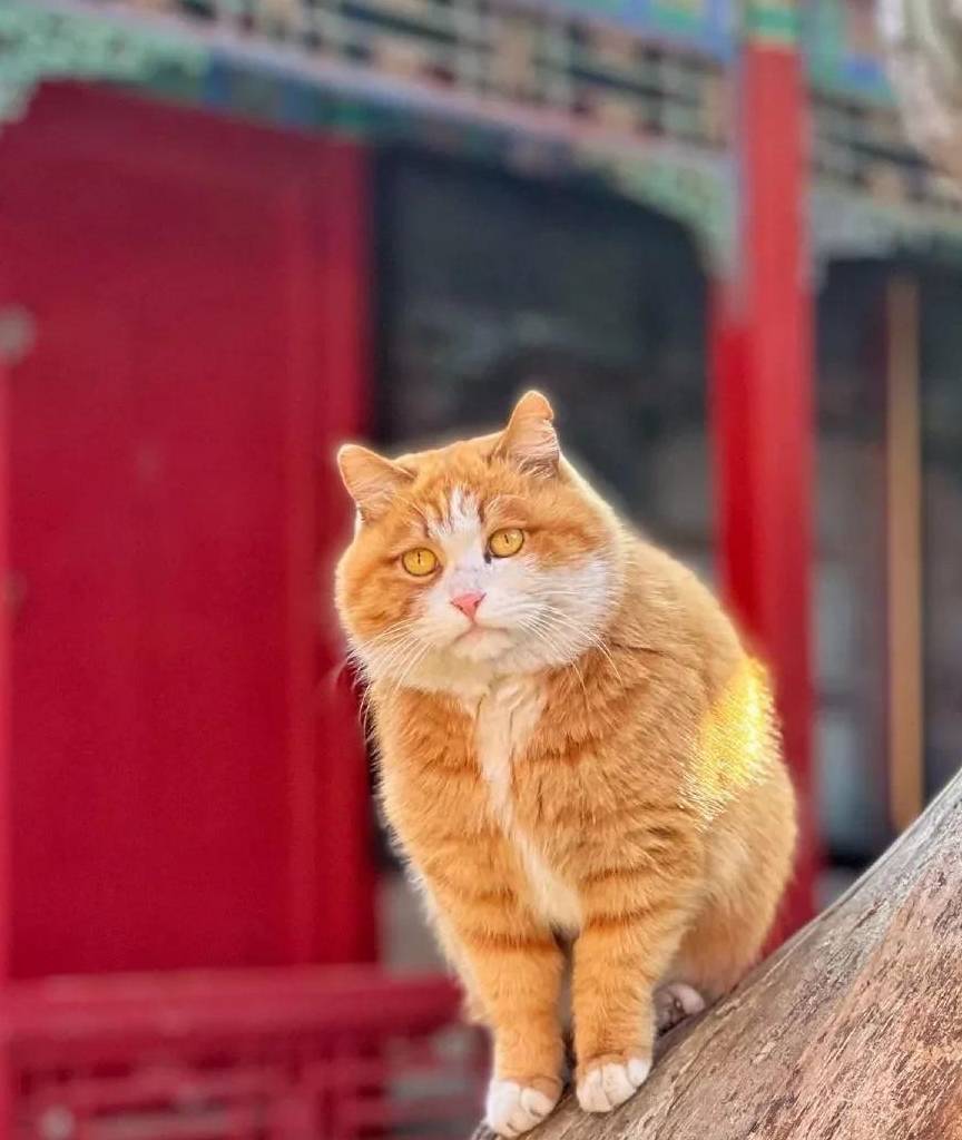 御猫金帕帕:喜欢在故宫里的生活,和讨厌说喵胖的人_朋友_毛孩子_猫咪