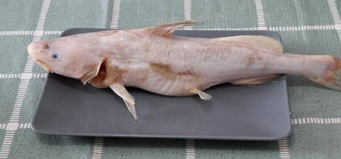第一次见长江白鮰鱼,买回家做了白汁鮰鱼,因长相吓人,没人敢吃_做法